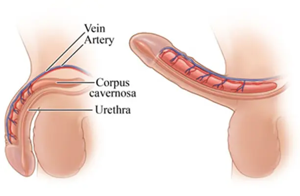 Penile Anatomy Vein Artery Corpus Cavernosa Urethra
